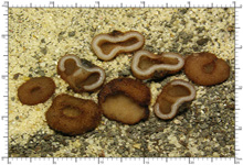 Genea hispidula